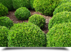 Tree and shrub care services